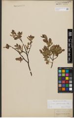 Foto von Salix waldsteiniana Willd.